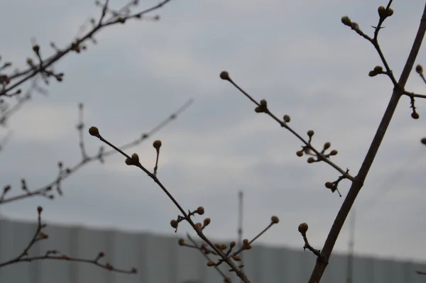 Botões Primavera Florescem Árvores Jardim — Fotografia de Stock