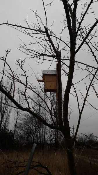 Productie Installatie Van Vogelhuisje Voor Vogels Een Boom — Stockfoto