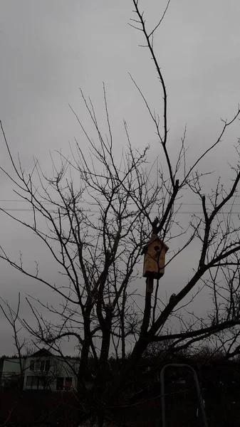 Producción Instalación Pajareras Para Las Aves Árbol —  Fotos de Stock