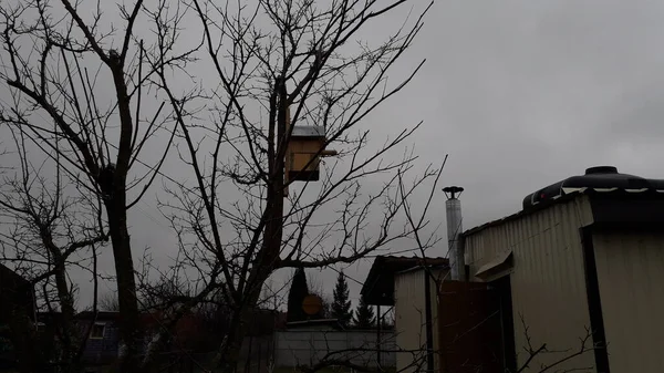 Produktion Och Installation Fågelholk För Fåglar Ett Träd — Stockfoto