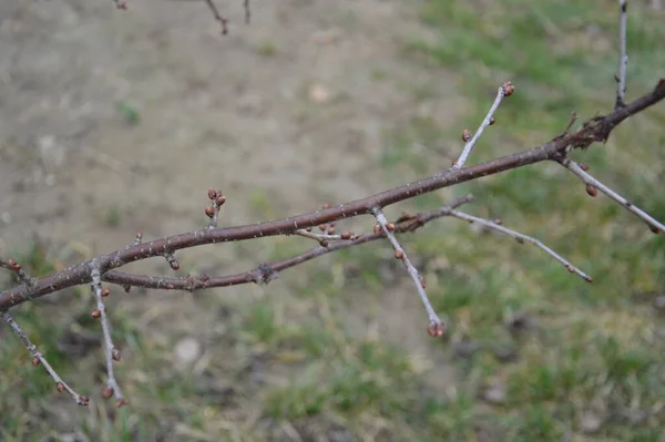 Bourgeons Printemps Fleurissent Sur Les Arbres Jardin — Photo