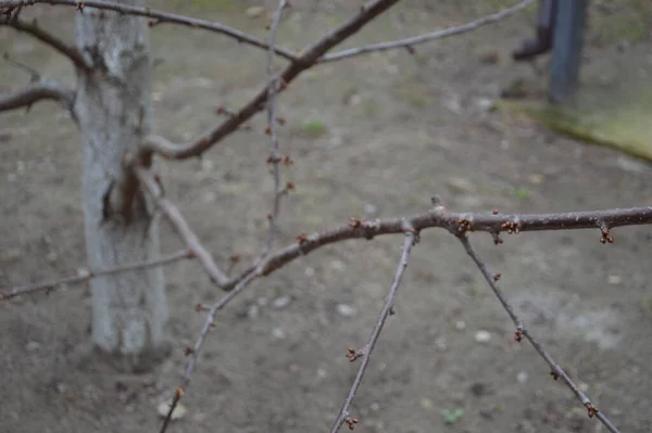 Wiosenne Pąki Kwitną Drzewach Ogród — Zdjęcie stockowe