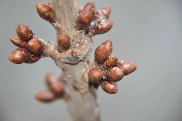 Los Brotes Primavera Florecen Los Árboles Jardín — Foto de Stock