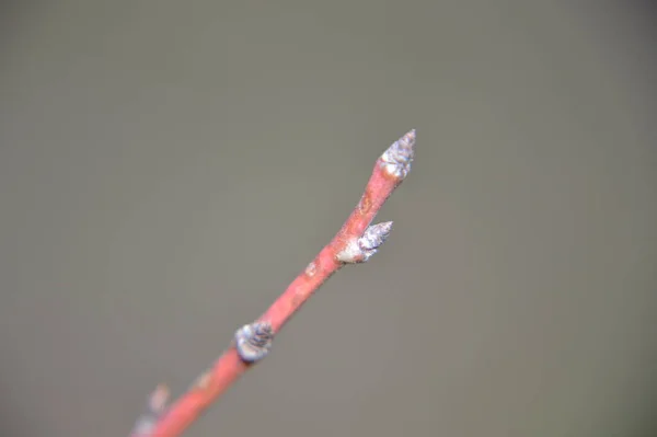 春天的花蕾绽放在花园里的树上 — 图库照片