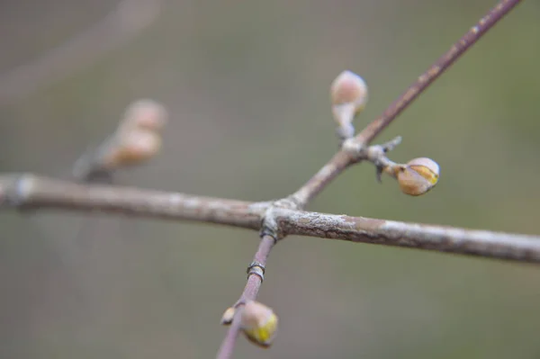 Los Brotes Primavera Florecen Los Árboles Jardín — Foto de Stock