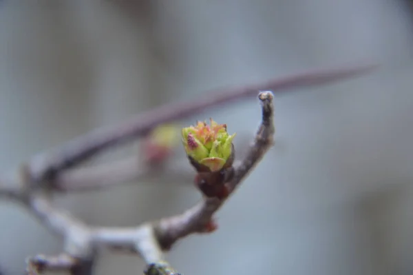 春天的花蕾绽放在花园里的树上 — 图库照片