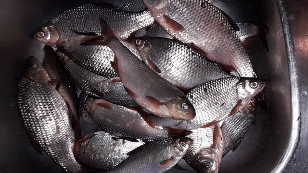 Echar Correr Freír Cucaracha Del Río Los Peces — Foto de Stock