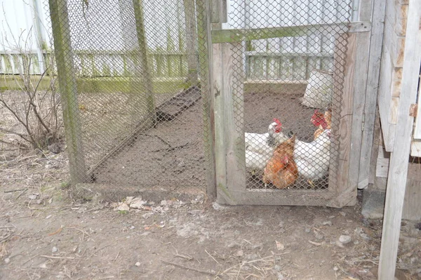 Rabbitry Chicken Coop Home Farm Village — Stock Photo, Image