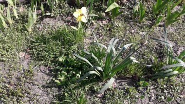 Bahar geldi ve ağaçlardan ve bitkilerden çiçekler açtı.