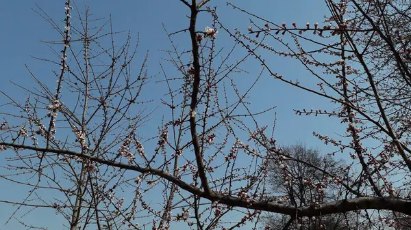 Printemps Est Venu Les Fleurs Des Arbres Des Plantes Floraison — Photo