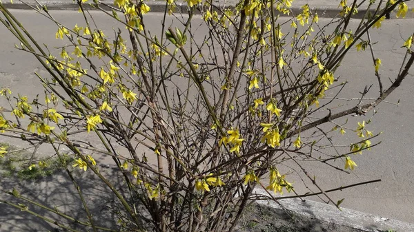 春が来て 木や植物の花が咲きました — ストック写真