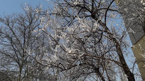 Пришла Весна Цветы Деревьев Растений Расцвели — стоковое фото