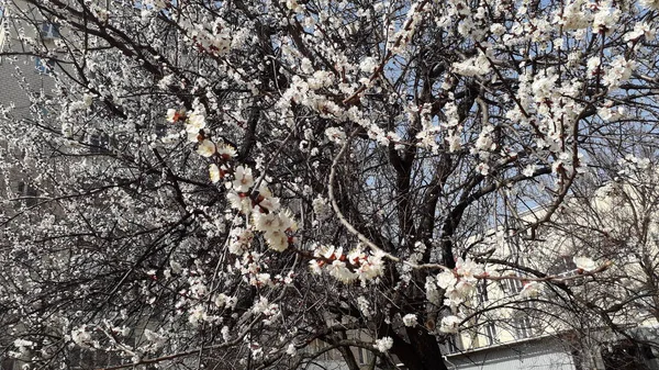 春天来了 树木和植物的花朵盛开了 — 图库照片
