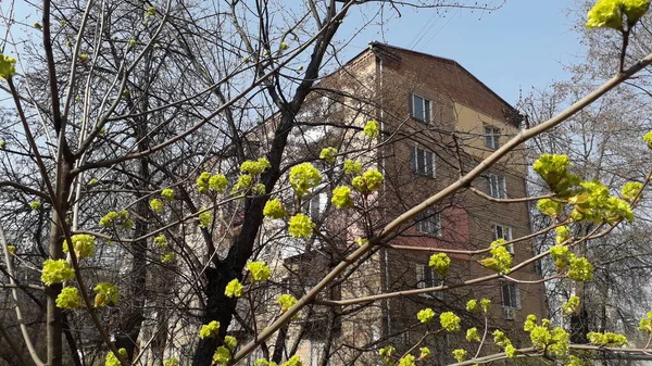 Printemps Est Venu Les Fleurs Des Arbres Des Plantes Floraison — Photo