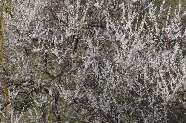 Цветущие Весенние Цветы Текстура Дерева Открытом Воздухе — стоковое фото