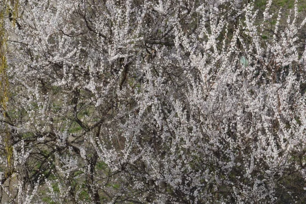 Blossomed Lente Bloemen Boom Textuur Buitenlucht — Stockfoto