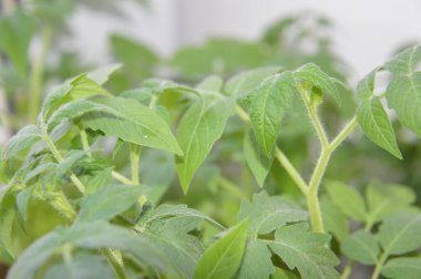 Macro bahçeye ekmek için taze sebze tohumları atıyor.