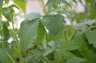 Macro bahçeye ekmek için taze sebze tohumları atıyor.