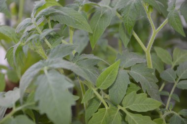 Macro bahçeye ekmek için taze sebze tohumları atıyor.