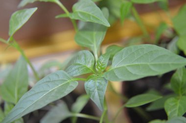 Macro bahçeye ekmek için taze sebze tohumları atıyor.