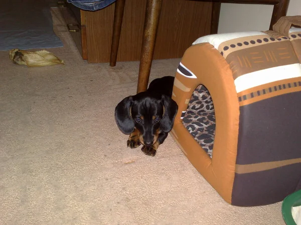 Dachshund Dog Breed Played Apartment — Stock Photo, Image