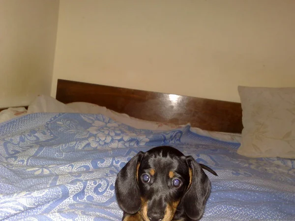 Dachshund dog breed is played in apartment