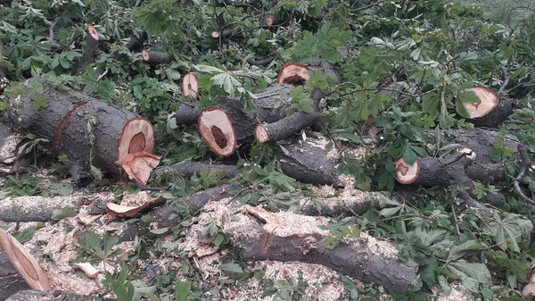 A large trunk of a fallen tree is cut into the stumps