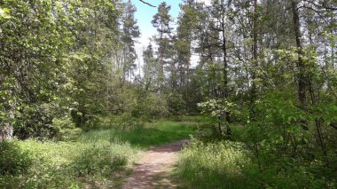 Spring Forest Park detayları ve elementler