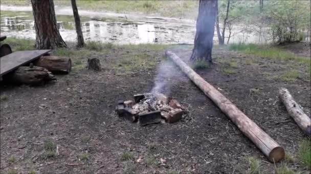 在河边的森林里 一场大火熊熊燃烧 燃烧着 — 图库视频影像