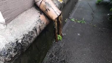 Bahar yağmuru yağıyor ve su damlaları su birikintilerine damlıyor.