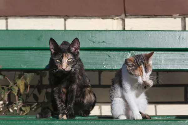 Due gatti seduti su una panchina di legno verde davanti a un muro di mattoni — Foto Stock