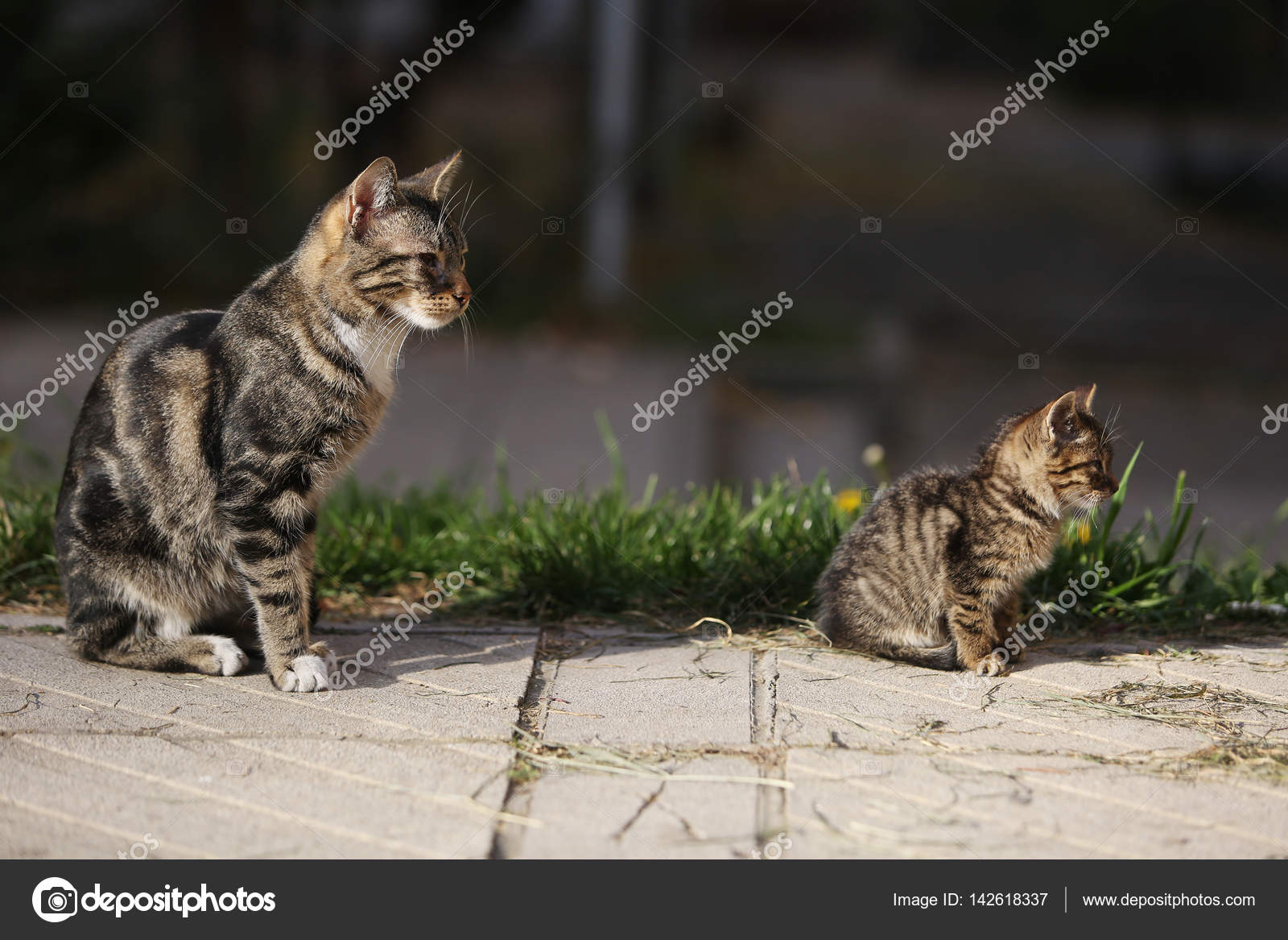 Zwei Katzen Im Park Stockfoto Nemar74 142618337