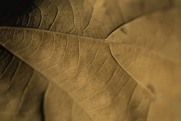 Bir sonbahar yaprak makro çekim — Stok fotoğraf