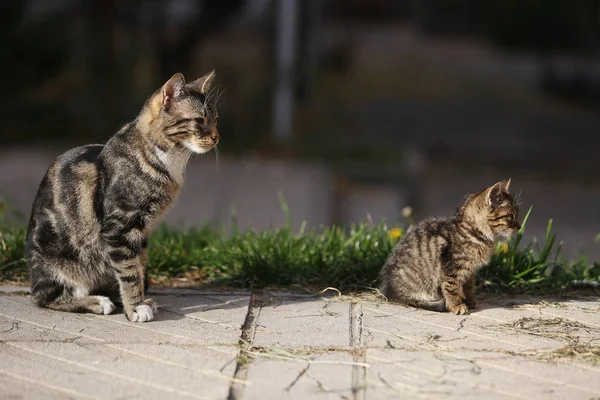 Due gatti nel parco — Foto Stock