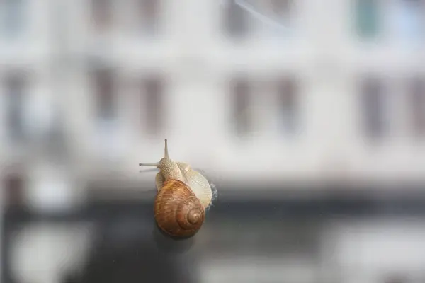 Escalade d'escargots sur la fenêtre en zone urbaine — Photo