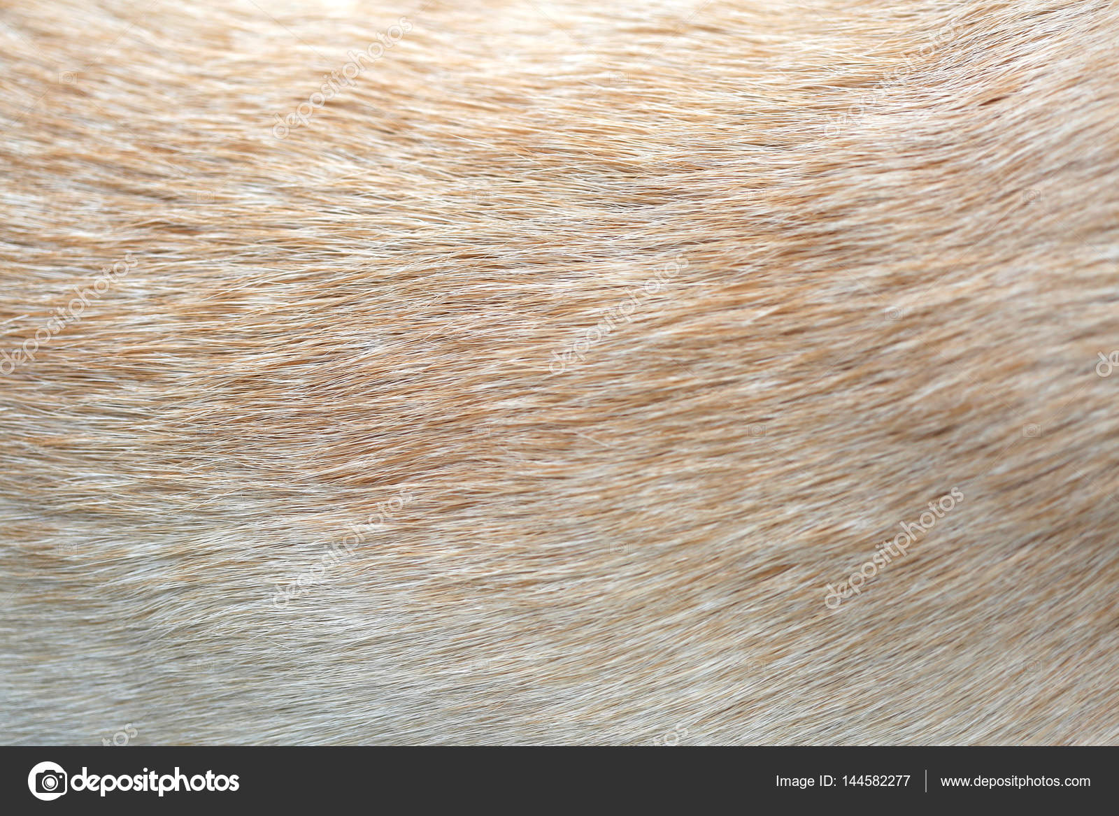 Close Up Of Dog Fur For Texture Stock Photo C Nemar74 144582277