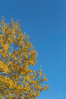 Yaprak ve mavi gökyüzü ile sonbahar ağacı