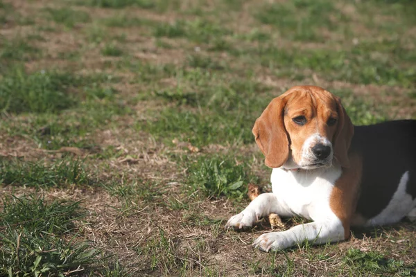 Beagle, leżąc na trawie — Zdjęcie stockowe