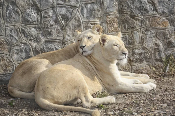 雌狮 cudlling 和动物园的休息 — 图库照片