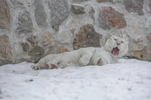 Beyaz Kaplan karda uyanma — Stok fotoğraf