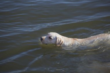 Labrador retriever Yüzme