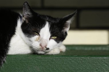 Siyah ve beyaz kedi bankta döşeme portresi