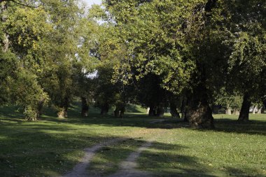 Orman yolu yanında bir ağaç