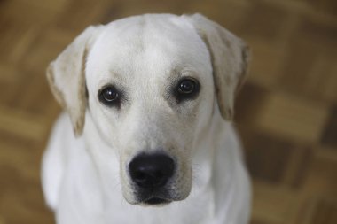 Labrador geri almak iç portre