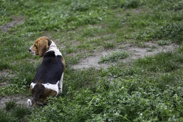 Beagle, leżąc na trawie w parku — Zdjęcie stockowe