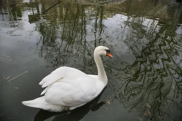 Swan swimming in river — Stock Photo, Image
