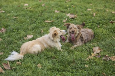 Birbirleri ile bahçede oynayan iki küçük köpekler