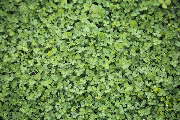 Texture of clover leaves — Stock Photo, Image