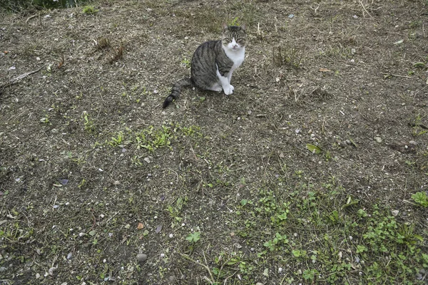 Yerde oturan kedi — Stok fotoğraf