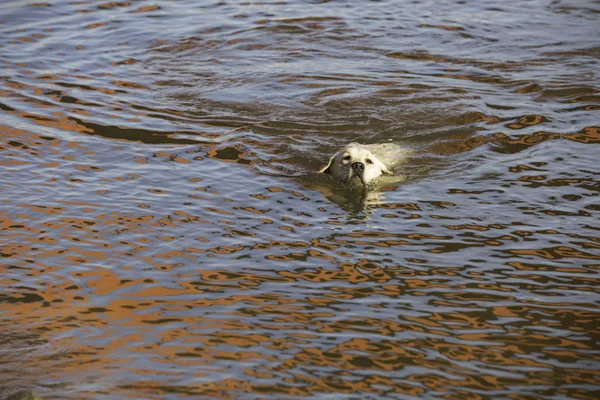 拉布拉多犬在深的河里游泳 — 图库照片